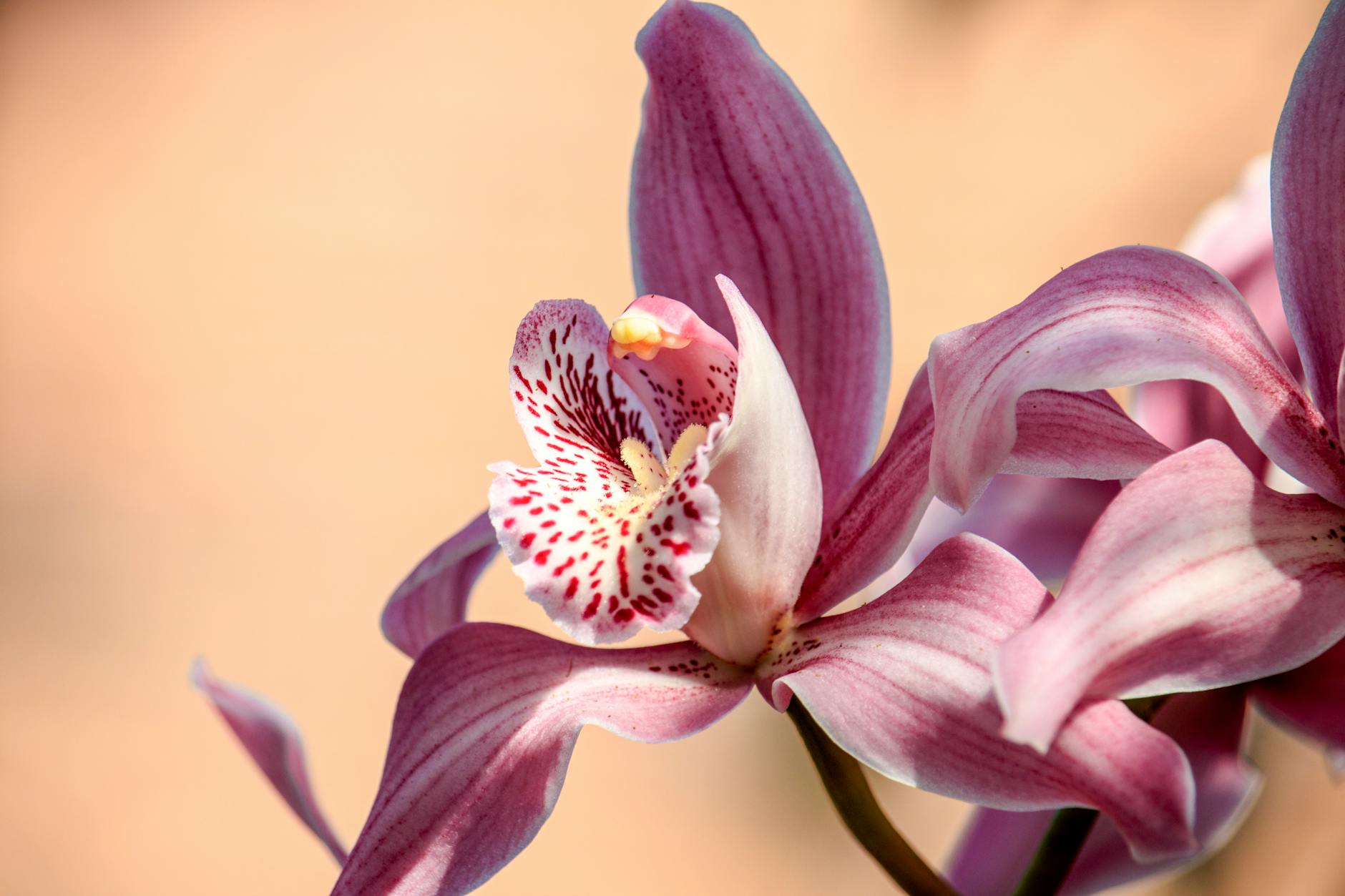 Expert Guide: How to Make Your Phalaenopsis Orchid Bloom Master the art of orchid care to enjoy stunning, long-lasting Phalaenopsis blooms year after year