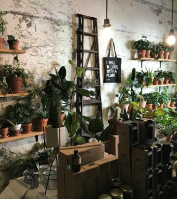 Decoding Low-Light Conditions: What It Means For Your Houseplants
