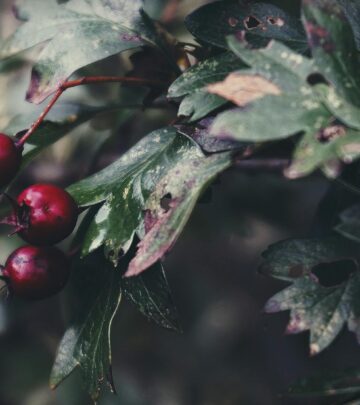 Tejocote in Syrup: Preserving the Mexican Hawthorn Fruit