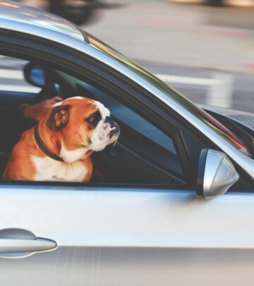 That breezy ride may seem fun, but there are real dangers when dogs hang their heads out car windows — here's how to keep your pup safe on the road.