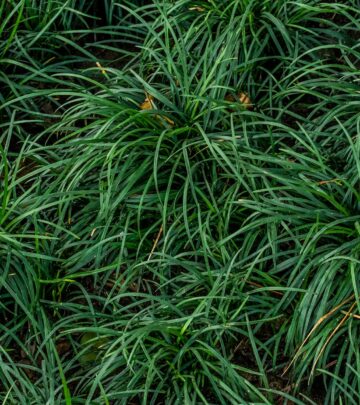 Gardening 101: Black Mondo Grass—A Complete Planting and Care Guide