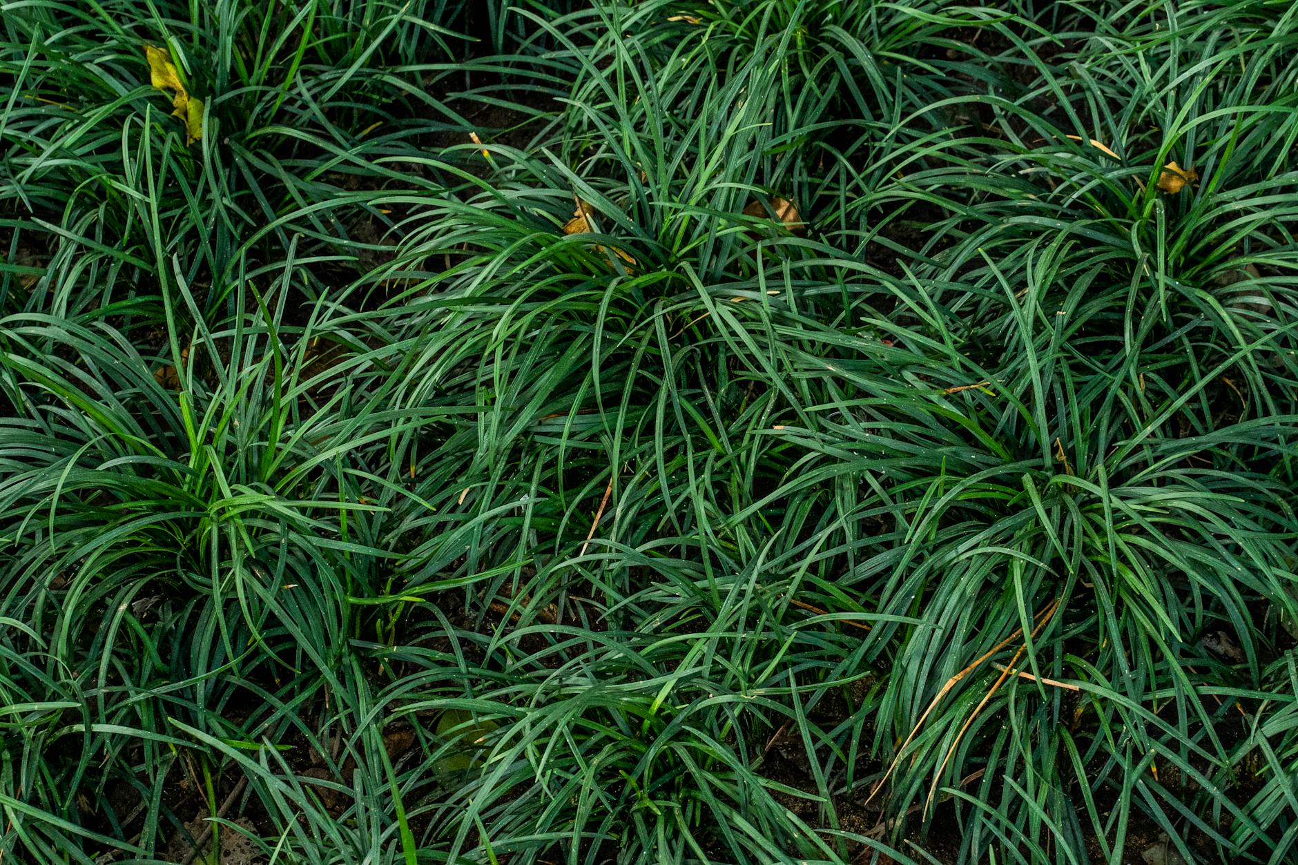 Gardening 101: Black Mondo Grass—A Complete Planting and Care Guide Add striking color and texture to your garden with Black Mondo Grass, a dramatic, low-maintenance perennial.