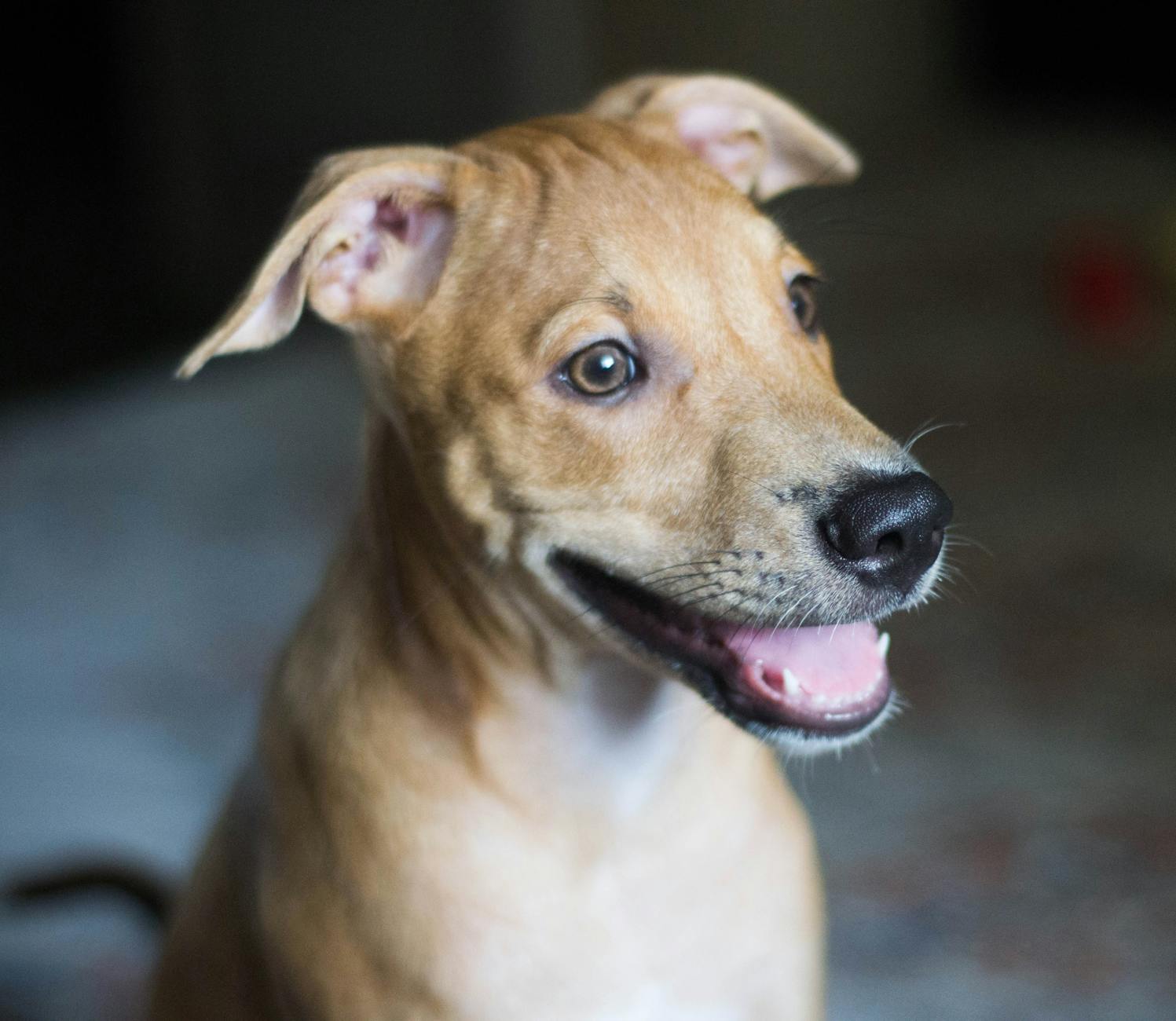 Why Do Dogs Have Whiskers? The Science, Purpose, and Care of Canine Vibrissae Discover the unique world of dog whiskers, their crucial sensory roles, and how to care for these fascinating tactile organs.