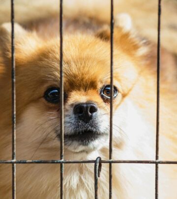 Discover what sets animal shelters and rescue organizations apart when finding your perfect pet companion