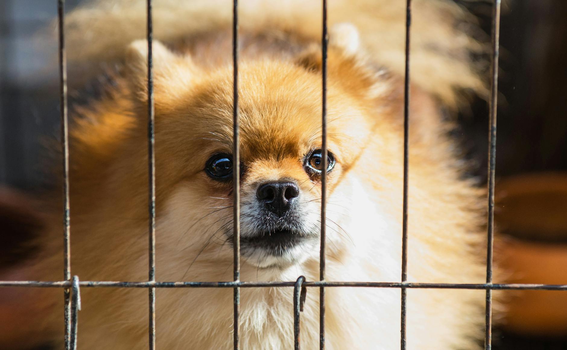 Animal Shelter vs Rescue: Understanding the Key Differences Discover what sets animal shelters and rescue organizations apart when finding your perfect pet companion