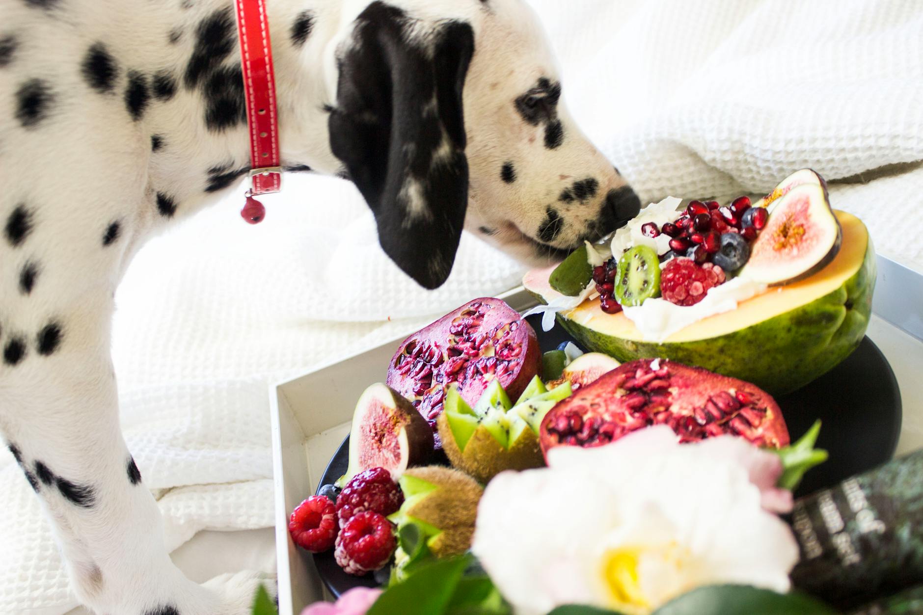 Can Dogs Eat Pomegranates? Expert Nutrition Guide & Risks Uncover the facts about feeding pomegranates to dogs—benefits, risks, safe alternatives, and veterinarian advice.