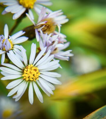 Are Asters Annuals or Perennials? Understanding Their Growth Habits
