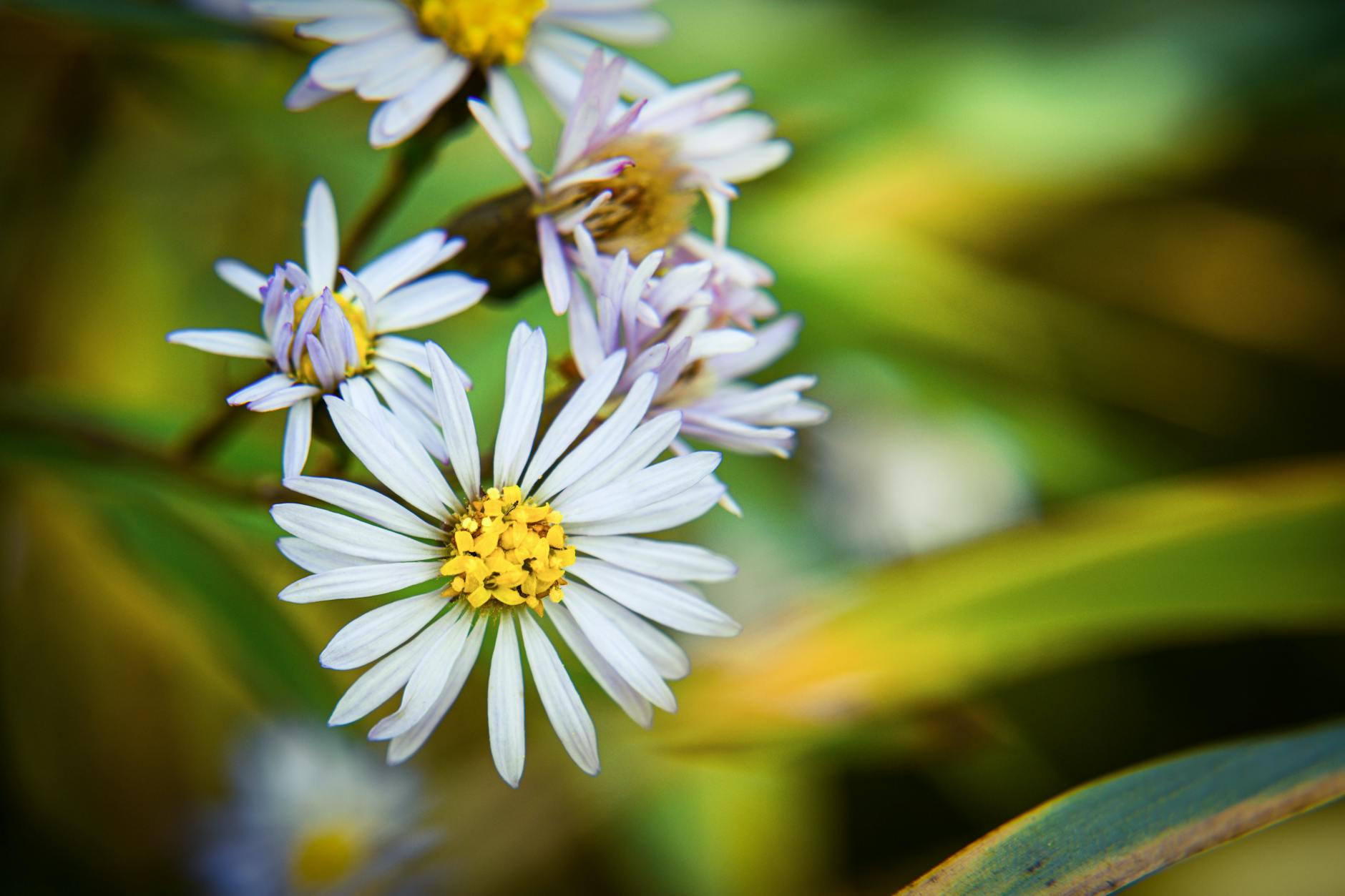 Are Asters Annuals or Perennials? Understanding Their Growth Habits Demystify the growth cycles of asters and learn the secrets to a stunning, long-lasting floral display in your garden.
