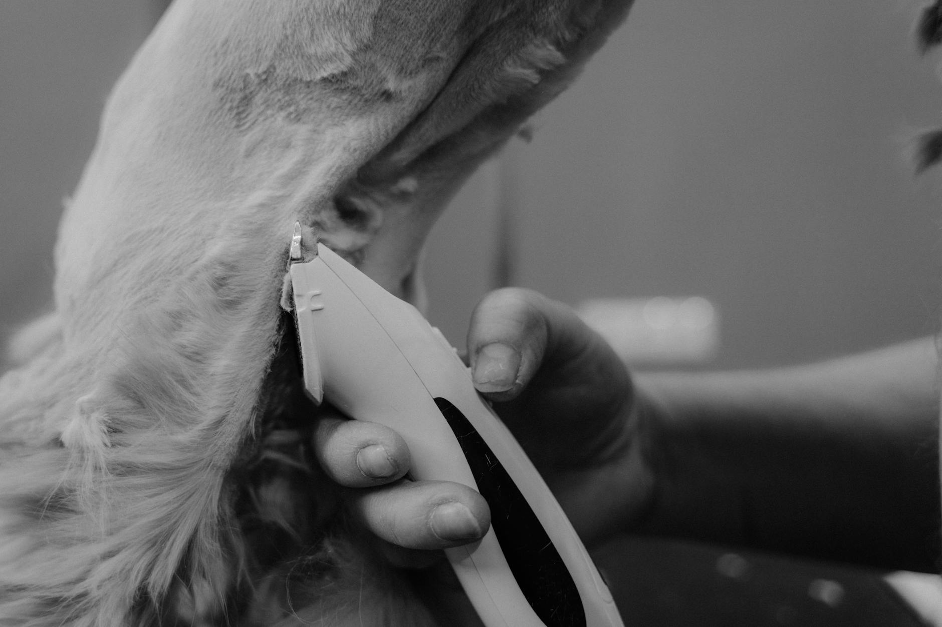 How to Safely Remove a Tick from Your Dog: A Complete Guide Learn the safest methods for tick removal and prevention to protect your dog from tick-borne diseases all year long.
