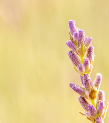 Lavender Growth Rates: Complete Guide to Growing Stunning Lavender