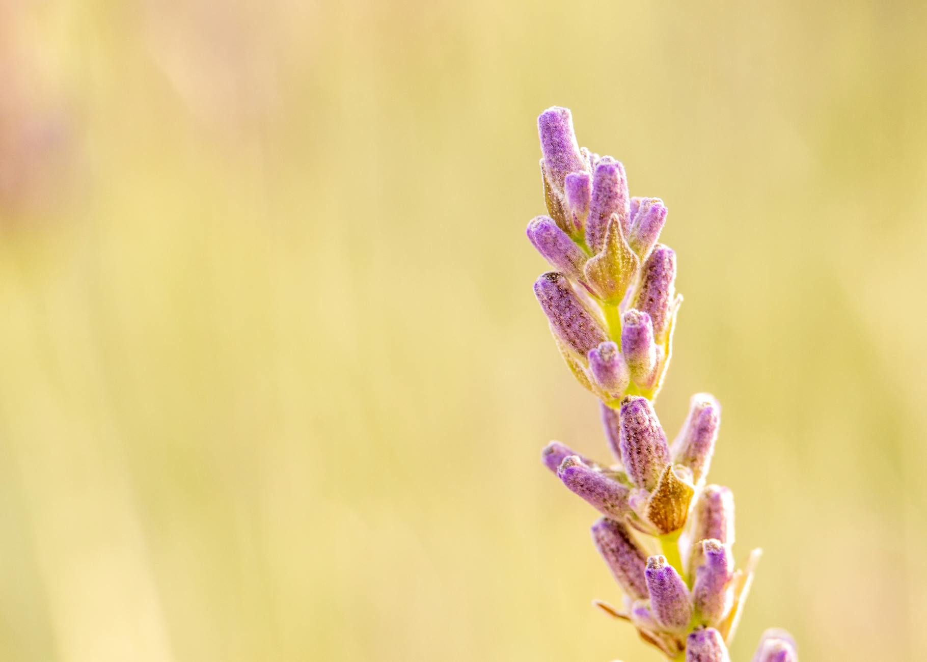 Lavender Growth Rates: Complete Guide to Growing Stunning Lavender Discover everything you need to know about lavender growth rates, from propagation to maturity, and how to grow thriving, vibrant lavender plants.