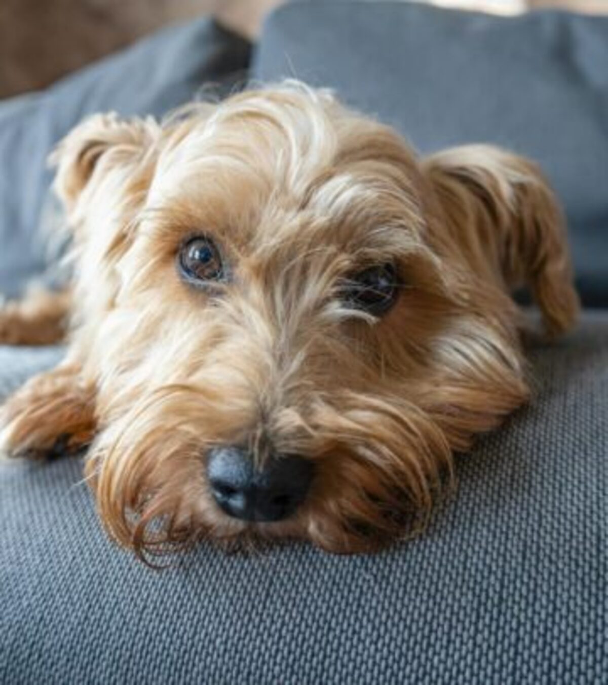 Norfolk Terrier: Complete Guide To Care And Training Discover the Norfolk Terrier—an energetic, affectionate, and fearless companion bred for work and adventure.