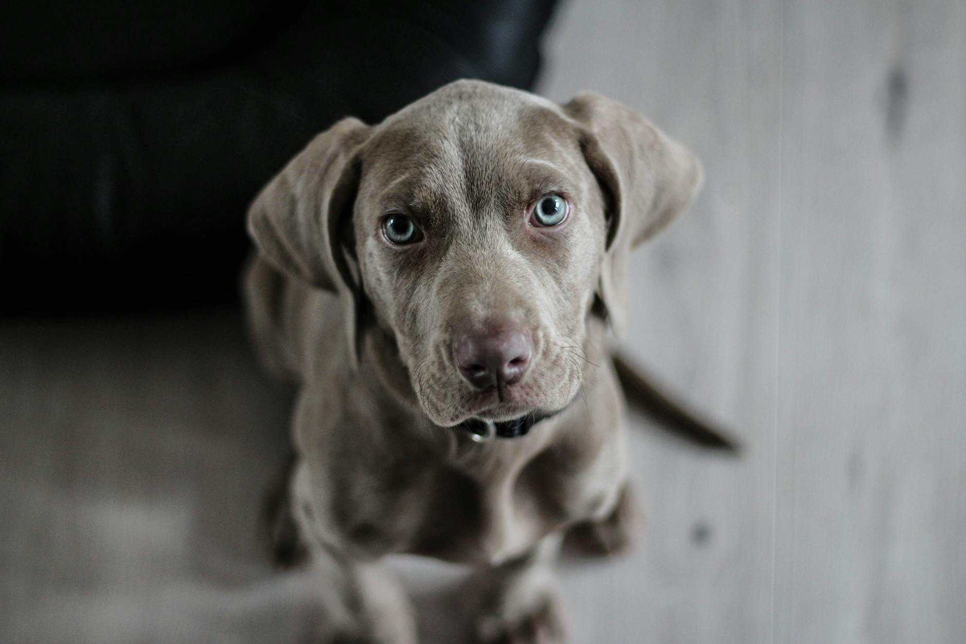 Puppy Training Timeline: Teaching Good Behavior Before It’s Too Late Start early to shape your puppy’s behavior for life—socialization, routines, and positive reinforcement are key.