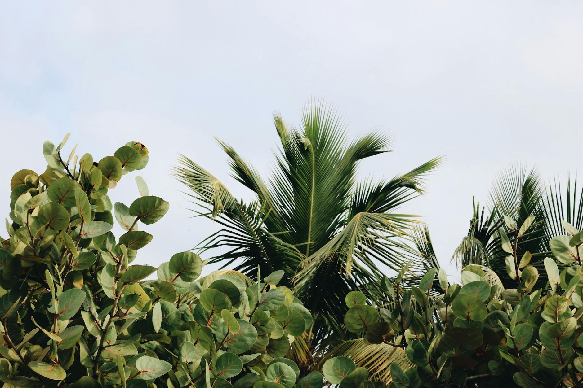 9 Tropical Plants With White Flowers Elevate Your Garden with Elegant Tropical White Blooms