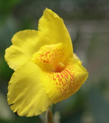 Are Canna Lilies Annual or Perennial? A Complete Guide for Every Gardener