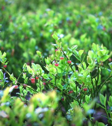 How Big Do Blueberry Bushes Really Get? A Complete Guide to Blueberry Plant Sizes