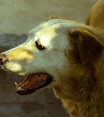 Can Dogs Eat Cranberries? Safety, Benefits, and Risks Explained
