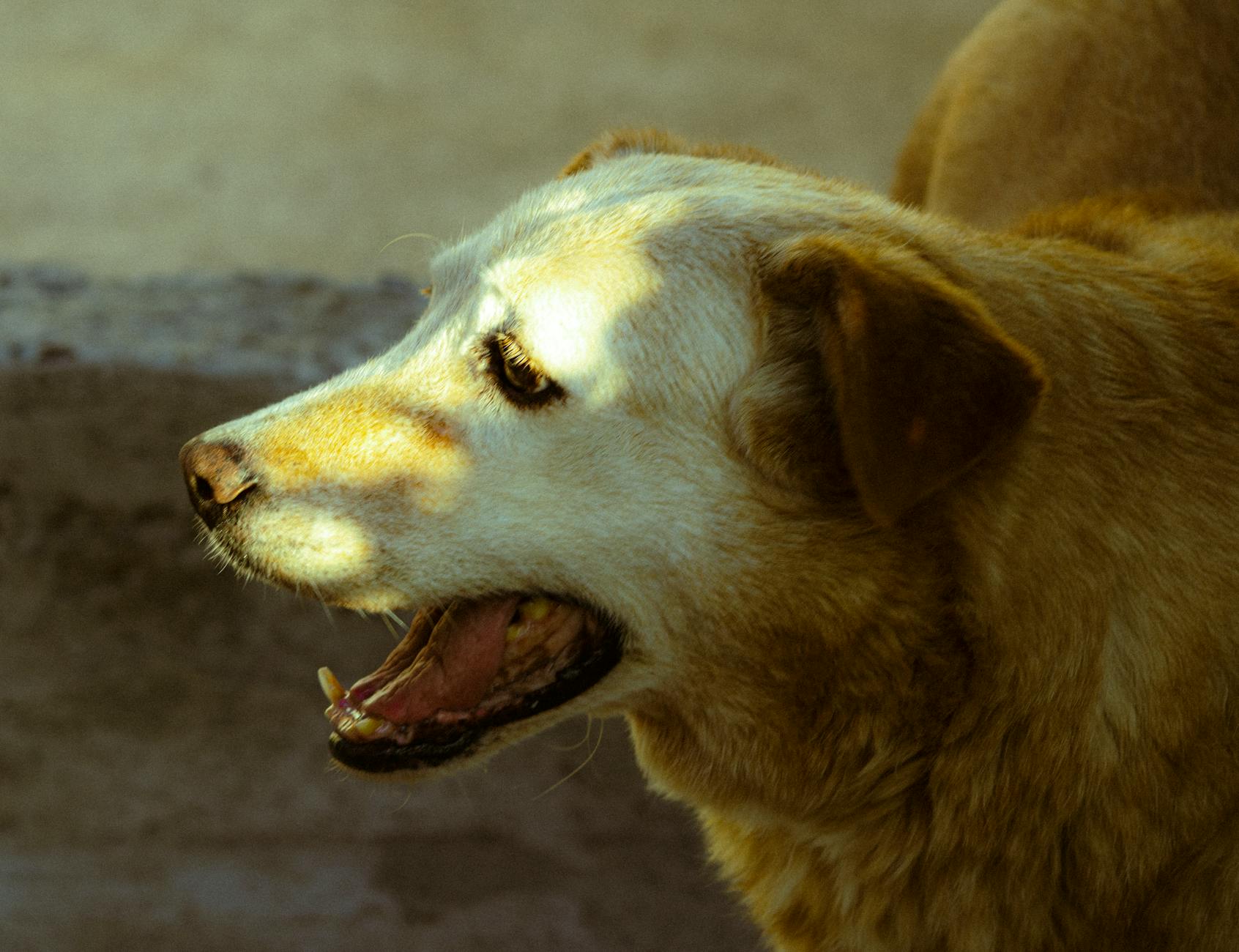 Can Dogs Eat Cranberries? Safety, Benefits, and Risks Explained Discover if cranberries are a healthy treat for your dog, their nutritional value, safety tips, and expert advice.