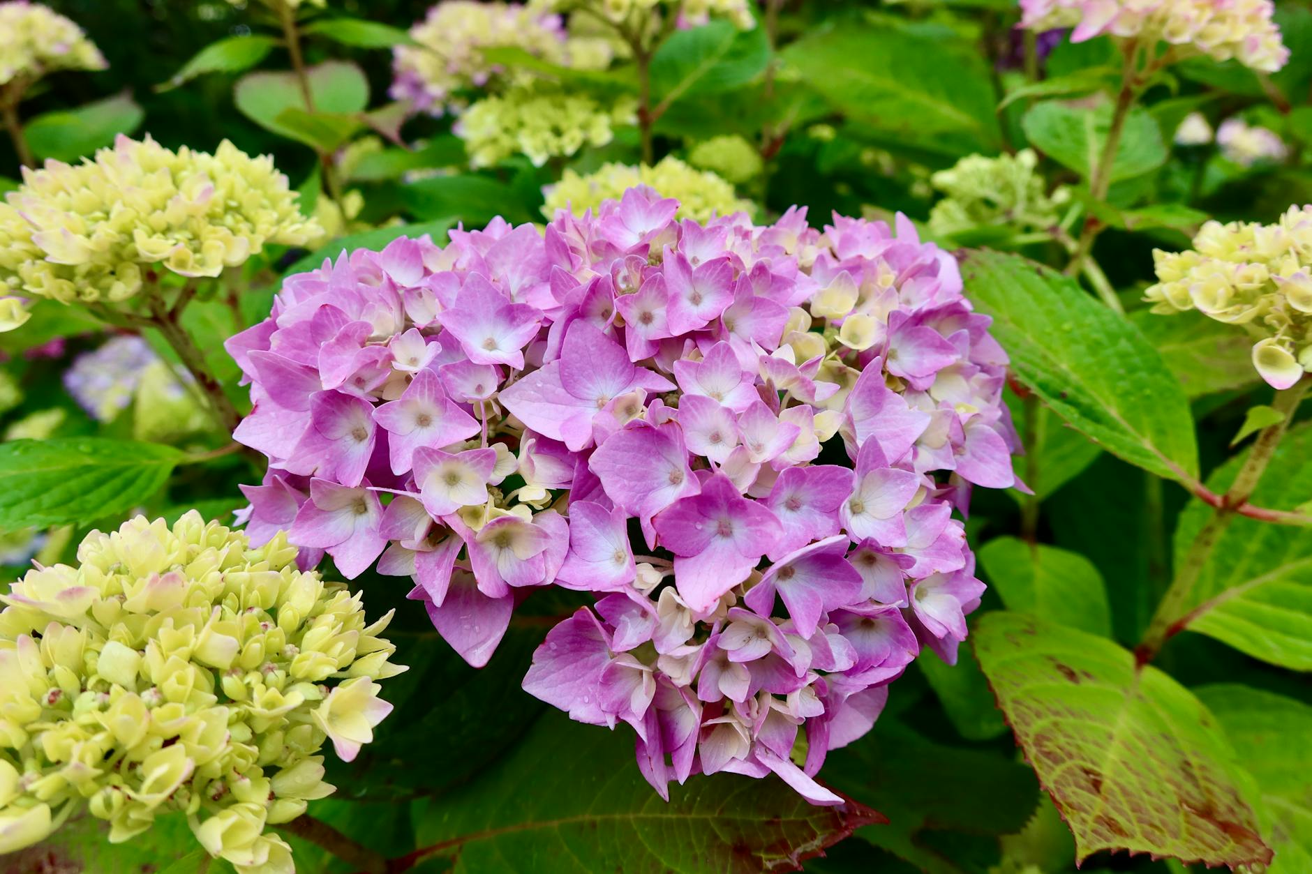 Hydrangea Diseases: Identification, Treatment, and Prevention Learn to identify, treat, and prevent the most common diseases affecting hydrangeas for vibrant and healthy blooms.
