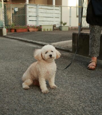 How to Teach Your Puppy to Walk on a Leash: A Comprehensive Guide