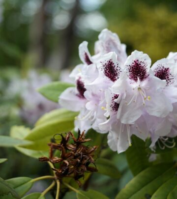 Rhododendron Sun or Shade: Finding the Perfect Light for Thriving Blooms