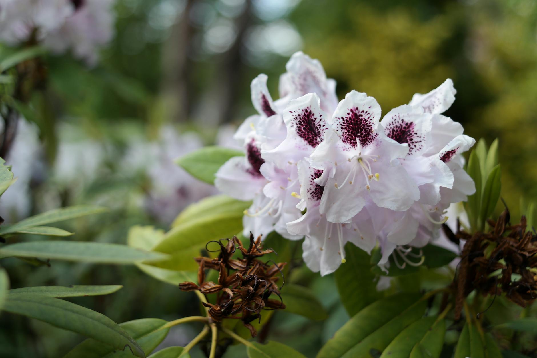 Rhododendron Sun or Shade: Finding the Perfect Light for Thriving Blooms Learn how to give your rhododendrons the right balance of sun and shade for vibrant flowers and healthy growth.