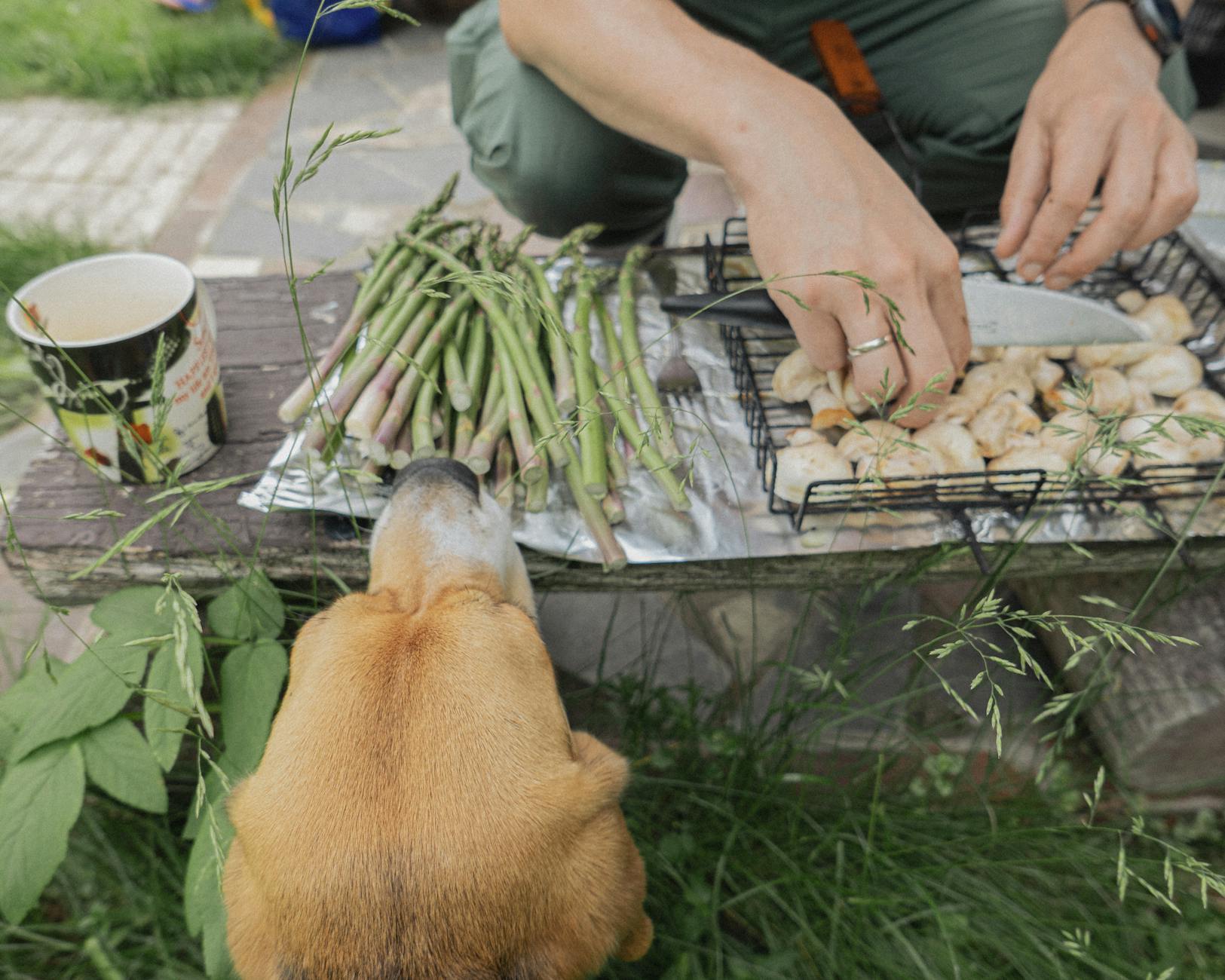 Can Dogs Eat Asparagus? Safety, Benefits, and Best Practices Find out if asparagus is safe for dogs, its nutritional benefits, potential risks, and the best ways to feed it to your canine companion.