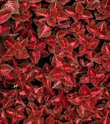 35 Stunning Coleus Varieties to Color Your Garden