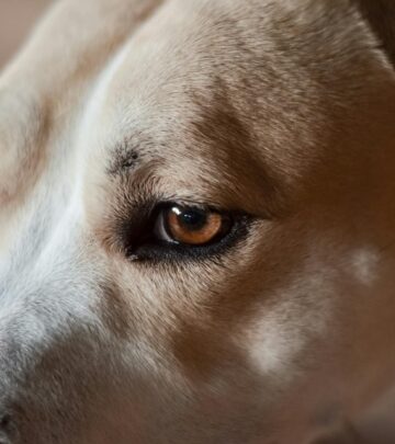 Cherry Eye in Dogs: Causes, Symptoms, and Effective Treatments