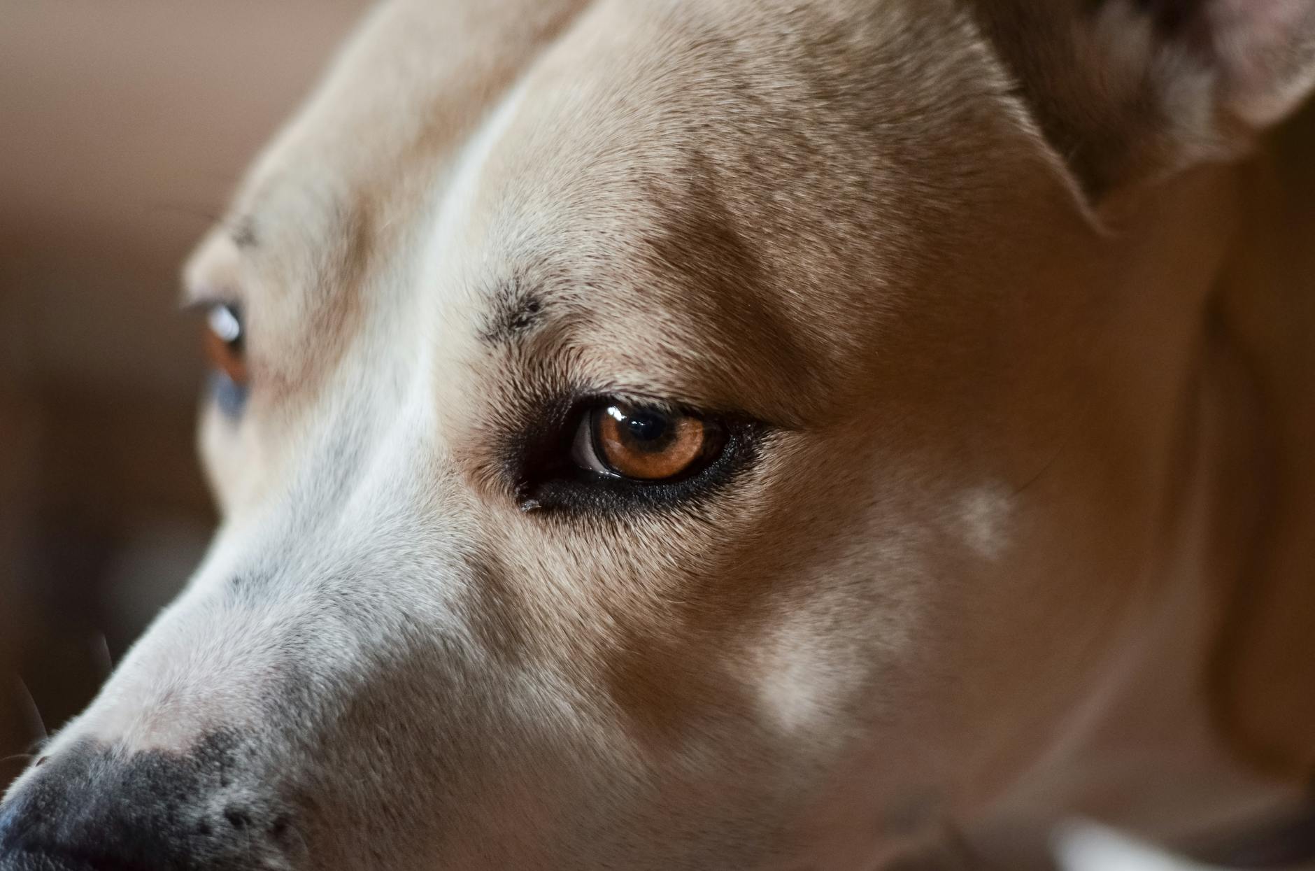 Cherry Eye in Dogs: Causes, Symptoms, and Effective Treatments Learn about cherry eye in dogs, why it happens, how to spot it, and what treatments keep your dog's eyes comfortable and healthy.