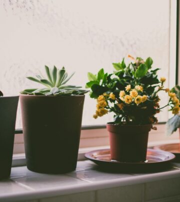 Container Chrysanthemums: The Complete Guide to Growing Gorgeous Potted Mums