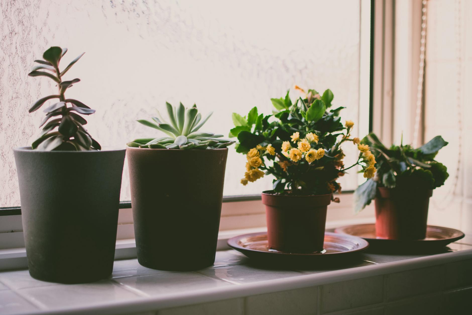 Container Chrysanthemums: The Complete Guide to Growing Gorgeous Potted Mums Unlock the secrets to vibrant potted mums with expert tips for healthy, long-lasting blooms and effortless container gardening.