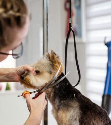 How to Trim Your Dog’s Nails Safely: Expert Techniques & Tips