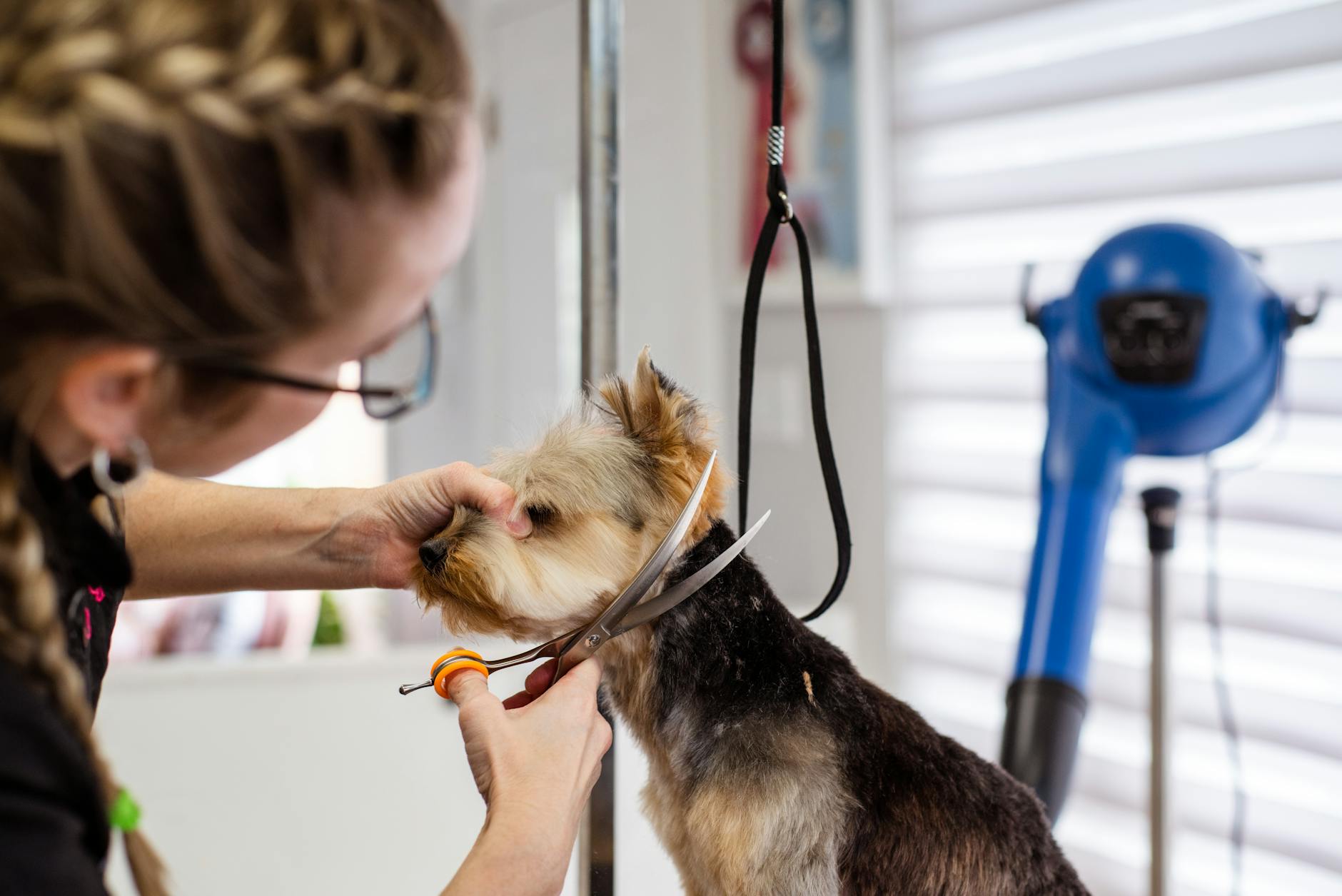 How to Trim Your Dog’s Nails Safely: Expert Techniques & Tips Master the art of safe, stress-free dog nail trims with step-by-step guidance, expert techniques, and troubleshooting tips for all breeds.
