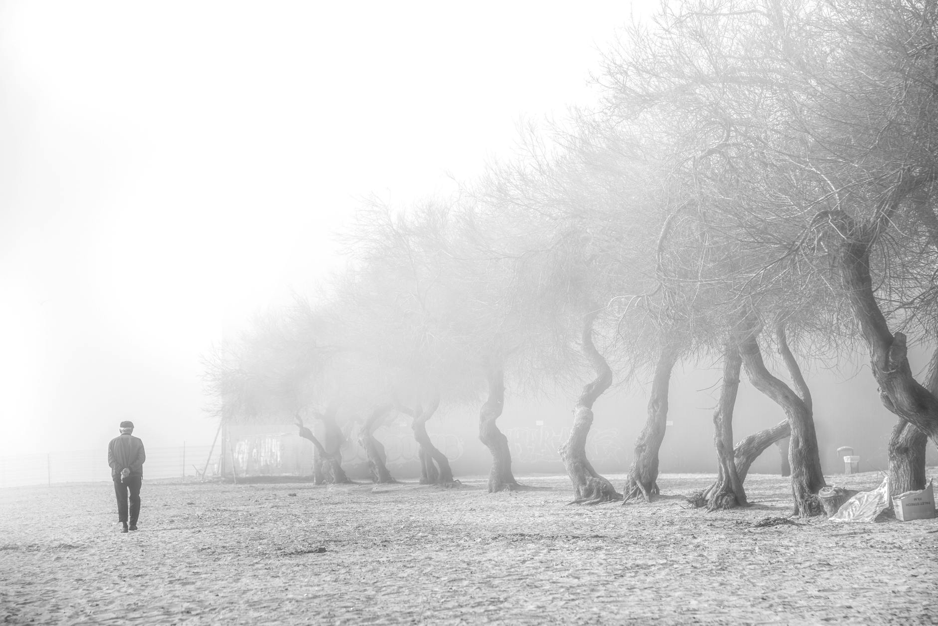 11 Striking Trees With Twisted Branches That Enrich Winter Landscapes Explore 11 unique trees celebrated for their curled and gnarled branches, bringing architectural elegance to winter gardens.