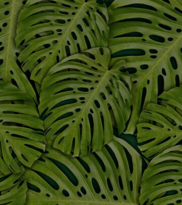 Split Leaf Philodendron vs. Monstera: Essential Differences for Indoor Gardeners