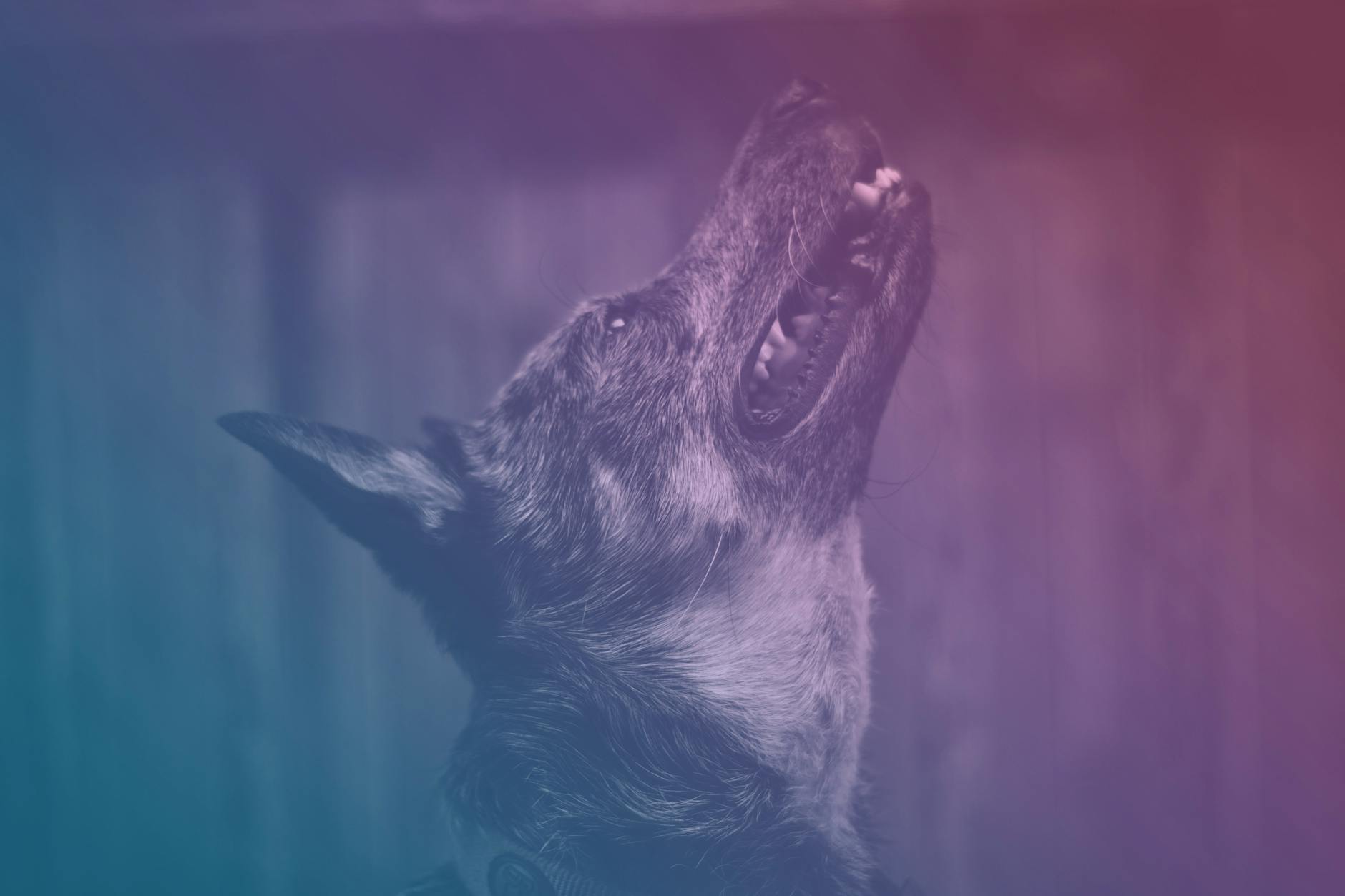 Why Do Dogs Howl? Decoding the Unique Sound of Canine Communication Explore the fascinating reasons behind why dogs howl, from their wolf ancestry to communicating with humans and responding to their environment.