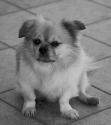 20 Rare Dog Breeds You Never Knew Existed