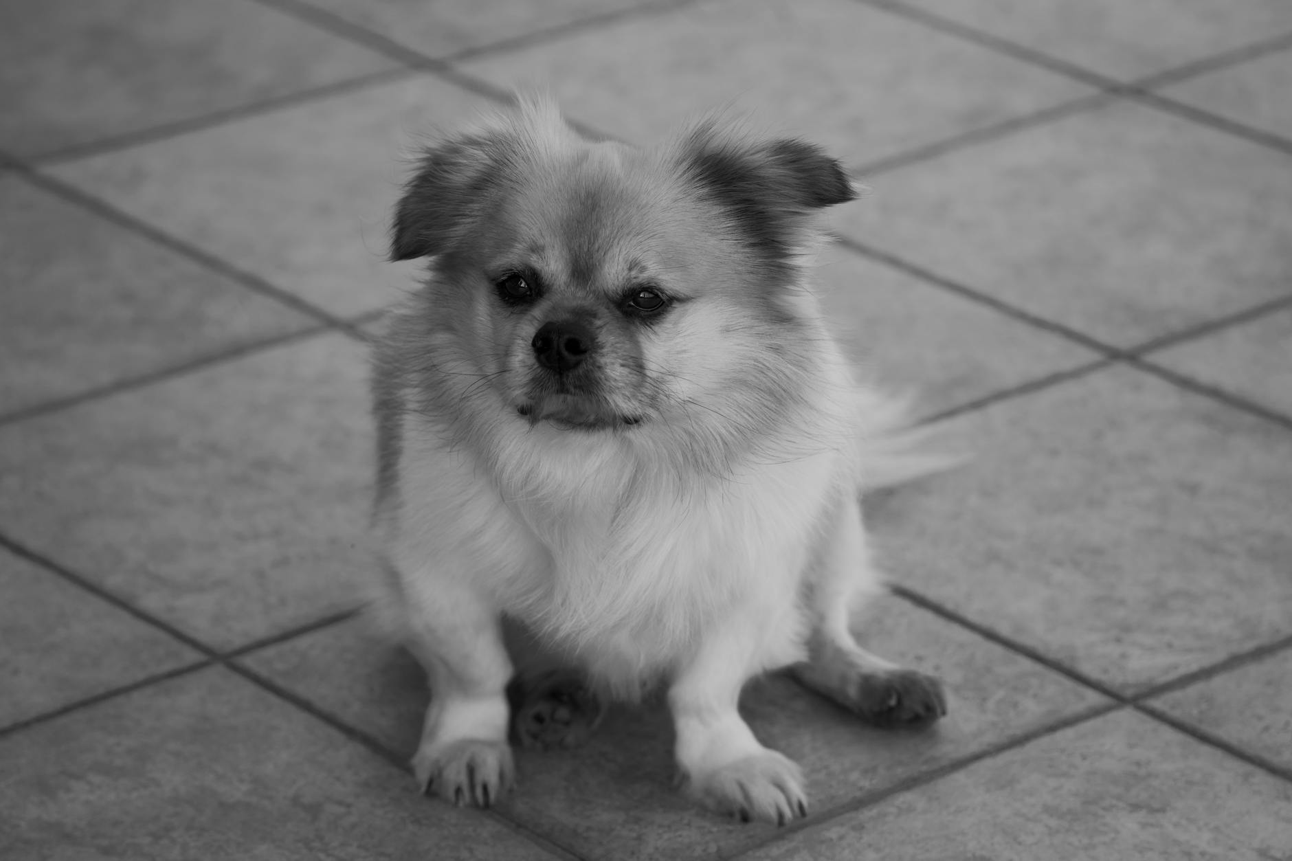 Discover the fascinating stories, unique traits, and origins of 20 of the world’s rarest dog breeds.