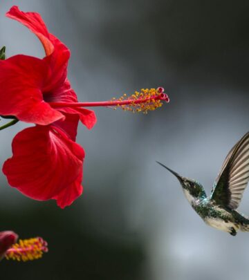 Hibiscus Bloom Times: Season, Lifespan & Tips for Spectacular Flowers