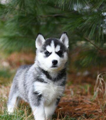 Sled Dog Breeds: From Ancient Arctic Roots to Modern Races