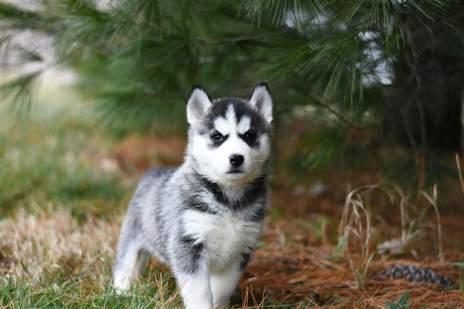 Sled Dog Breeds: From Ancient Arctic Roots to Modern Races Explore the fascinating evolution, heritage, and enduring spirit of sled dog breeds that conquered the Arctic and continue to race toward the future.