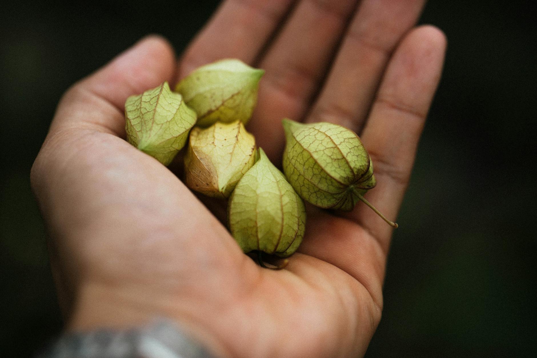 Tomatillo Companion Planting: The Best Plants To Grow Together Maximize your tomatillo harvest with the right companion plants for better growth, pest control, and vibrant garden health.