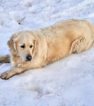 Can Dogs Eat Ice Cream? What Every Dog Owner Should Know