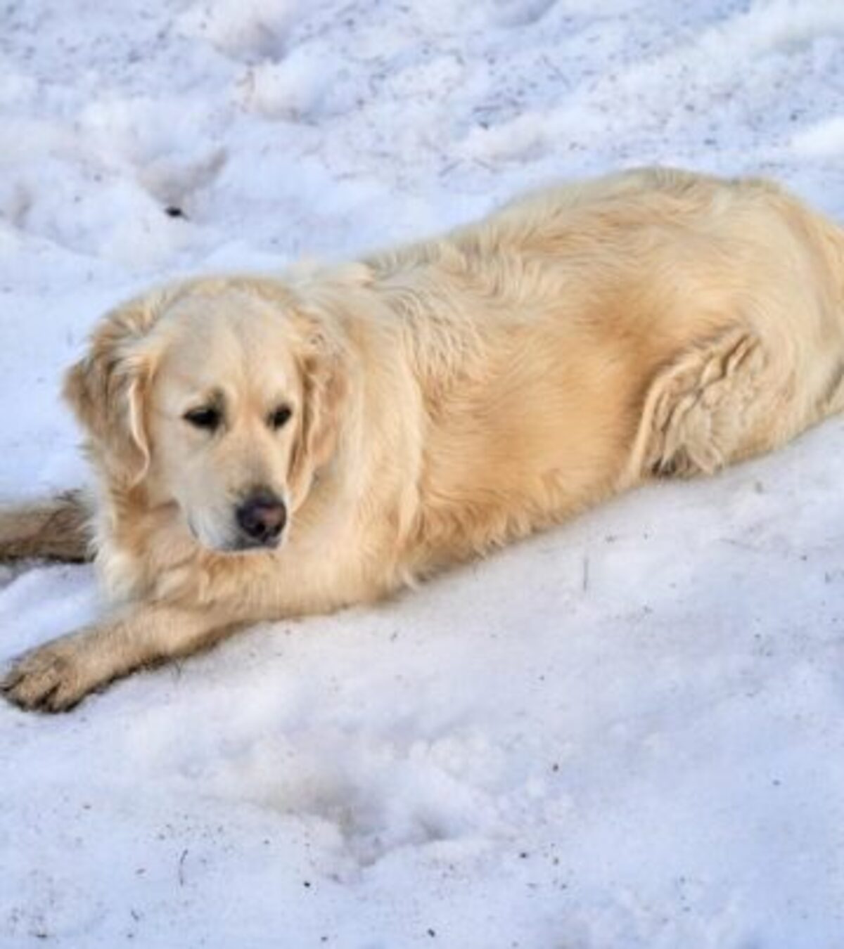 Can Dogs Eat Ice Cream: 5 Hidden Dangers Every Owner Must Know Discover why ice cream isn’t the safest treat for dogs, the risks involved, and healthier alternatives your pup will love.