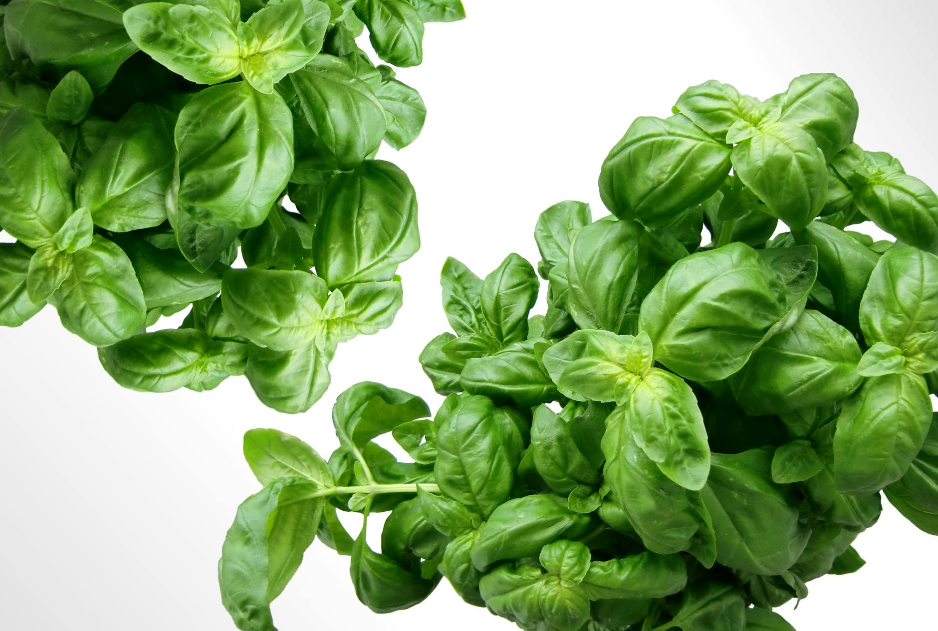 Discover if basil can grow in shade, learn how much sun your plants need, and get expert tips for lush, flavorful harvests.