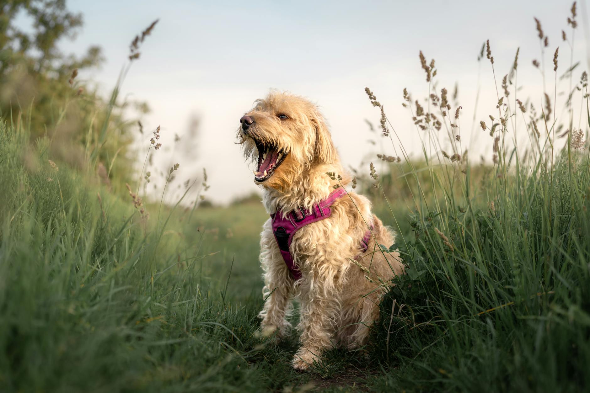 Explore 30 delightful, quirky, and surprising facts about dogs that reveal just how special our canine companions truly are.