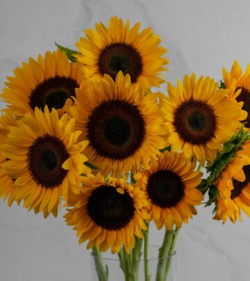 Compact blooms designed to thrive in small gardens and attract pollinators.