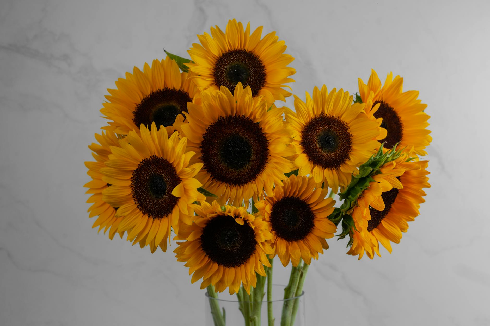 Compact blooms designed to thrive in small gardens and attract pollinators.