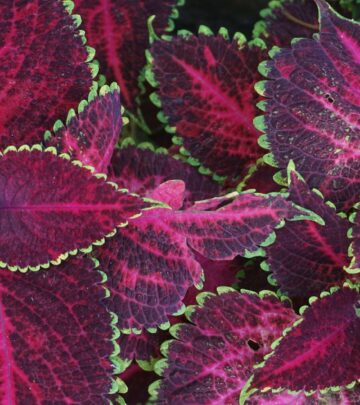 Bold, heat-resistant cultivars bring long-lasting color without demanding extra care.